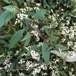 Ageratina riparia Flor