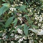 Ageratina riparia Květ