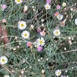 Erigeron karvinskianus Hábitos