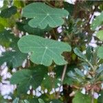 Tropaeolum tuberosum Blad