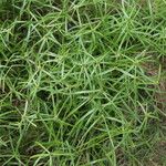 Cyperus aromaticus Vivejo