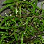 Oldenlandia lancifolia Характер