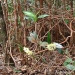 Dendrobium gracilicaule ᱛᱟᱦᱮᱸ