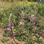 Lupinus formosus Flor