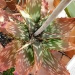 Aloe greatheadii पत्ता