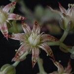 Graptopetalum rusbyi Λουλούδι