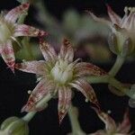 Graptopetalum rusbyi പുഷ്പം