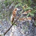 Salix eleagnos Çiçek