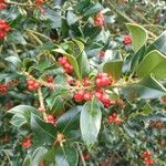 Ilex aquifoliumFruit