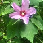 Hibiscus sinosyriacus