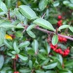 Pyracantha crenulata عادت