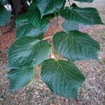 Tilia platyphyllos برگ