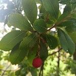 Arbutus andrachne Fruit