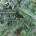 Abies grandis Ravina