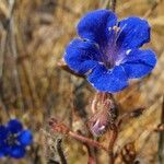 Phacelia parryi Floare