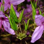 Rhododendron wadanum List