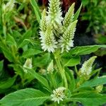 Celosia argentea Maua