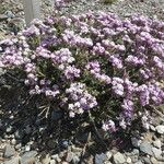Junellia patagonica