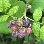 Rubus niveus Fruto