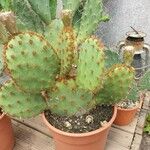 Opuntia aciculata Ліст