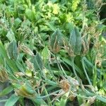 Ornithogalum candicans Fruto