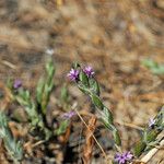 Lessingia hololeuca Hábito