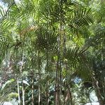 Areca triandra Vivejo