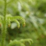 Lycopodiella cernua Leaf