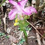 Curcuma aromatica Flower