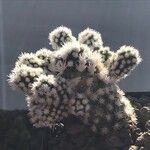 Mammillaria gracilis Hostoa