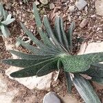 Gasteria excelsa Hostoa