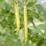 Caragana arborescens Fruit