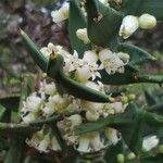 Colletia paradoxa Цветок