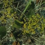 Hydrocotyle incrassata Habit