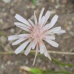 Crepis rubra Fleur