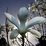 Magnolia sprengeri Fleur