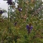 Dalea coerulea Flor