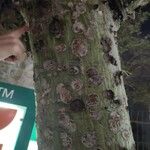 Ceiba pentandra 樹皮