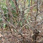 Prunus incana Bark