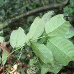 Garcinia preussii Leaf
