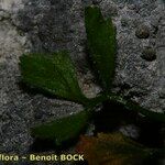 Asplenium seelosii Hábito