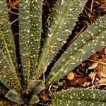 Echium asperrimum Leaf
