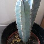 Cereus hexagonusHabit