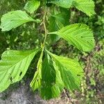 Crataegus punctata Hoja