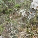 Stipa pennata Blomma