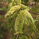 Prosopis glandulosa Flower