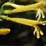 Penstemon pinifolius Flower