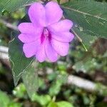 Impatiens platypetala Flower