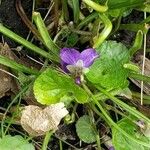 Viola odorata 花