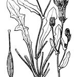 Crepis bellidifolia Arall